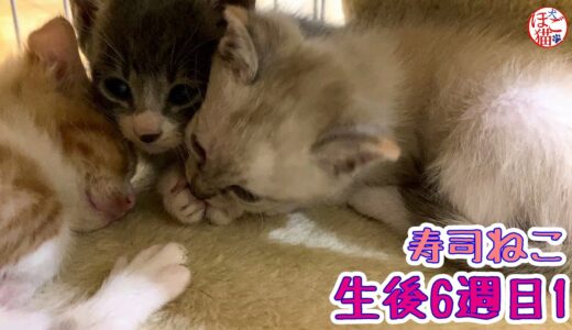 【保護猫　子猫　寿司ねこ】生後6週目2　眠い子猫と寝ない子猫と