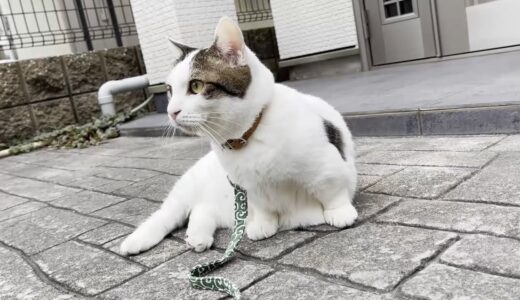 お散歩で近所の人気者になりつつある猫