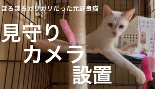 [沖縄保護猫]#18 ぼろぼろガリガリだった元野良猫ディノ、お部屋移動前に見守りカメラ設置、試運転。