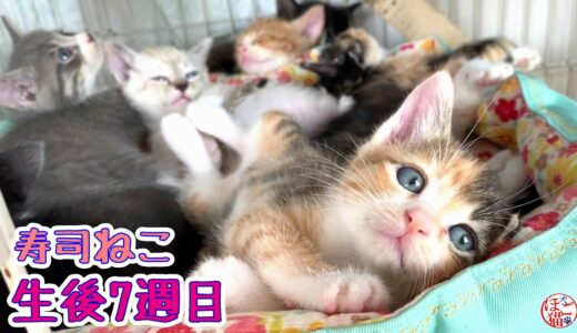 【保護猫　子猫　寿司ねこ】生後7週目 　顔面連続猫キック！