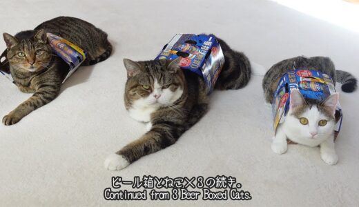 ビール箱とねこ×３、のつづき。-Continuation of Beer Boxed Cats 3.-