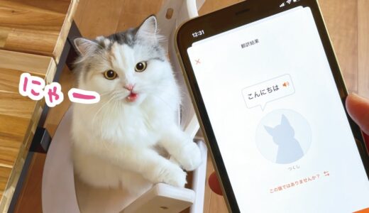 しゃべる猫に猫語翻訳アプリを使った結果…【おしゃべりする猫】