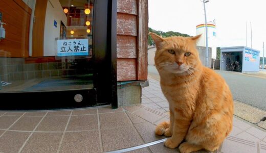 【ねこさん立入禁止】扉が開くのをジーッと待っている猫