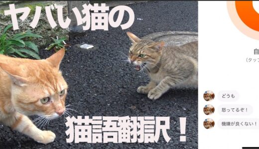 病院が騒然!?ヤバい猫の猫語翻訳に挑む The ex-boss cat and ‎'MeowTalk Cat Translator'