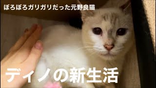 [沖縄保護猫]#21 ぼろぼろガリガリだった元野良猫ディノ、新生活スタート。ついにケージから卒業、見守りカメラ映像。