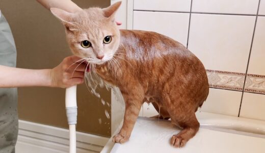 流血を覚悟してお風呂で猫を洗ってみました