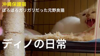 [沖縄保護猫]#16 ぼろぼろガリガリだった元野良猫ディノの日常。一生飲まなくてはいけないお薬事情。08:10〜スネオ、09:58〜ボス。