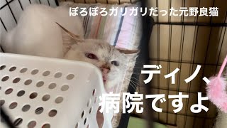 [沖縄保護猫]#20 ぼろぼろガリガリだった元野良猫ディノ、クロと一緒に通院。検査結果。