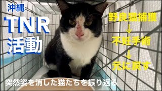 [沖縄]突然姿を消した猫たちを振り返る。[TNR活動]野良猫捕獲→不妊手術→元に戻す。心配な子猫を発見。