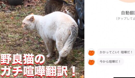 野良猫のガチ喧嘩の猫語翻訳に挑んでみた The stray cat fight and ‎'MeowTalk Cat Translator'
