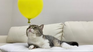 初めて風船をプレゼントされた猫の反応がかわいすぎた…笑