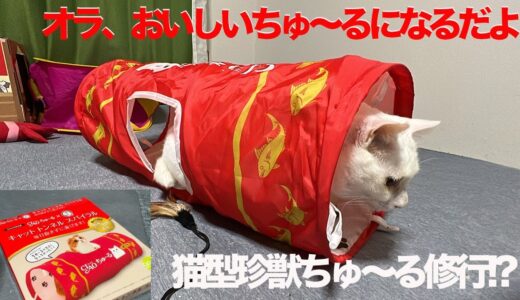 猫型珍獣、ちゅ〜るトンネルでちゅ〜るになる修行をする The odd-eye funny cat's 'Ciao Churu ' lesson