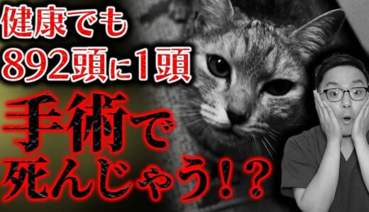 【炎上覚悟！】ネコの避妊去勢のデメリットを獣医が公開！！