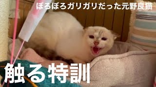 [沖縄保護猫]#19 ぼろぼろガリガリだった元野良猫ディノ、今まで避けてきたけどやっぱりもう少し触られることに慣れてほしいので特訓します。