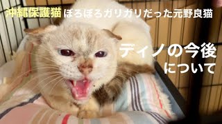 [沖縄保護猫]#15 ぼろぼろガリガリだった元野良猫ディノの今後についてご報告。