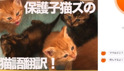 保護子猫たちのフィーバーの猫語翻訳に挑んでみた The rescued kittens and ‎'MeowTalk Cat Translator'