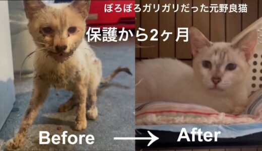 [沖縄保護猫]#17 ぼろぼろガリガリだった元野良猫ディノ、保護から2ヶ月経った現在。05:05〜先住猫たち。