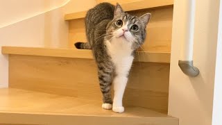初めてひとりで階段を下りられるようになった猫がかわいすぎた笑