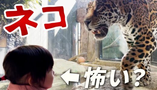 動物園！ネコ大好き2歳娘がネコ科の動物たちを見る！😼🦁🐯