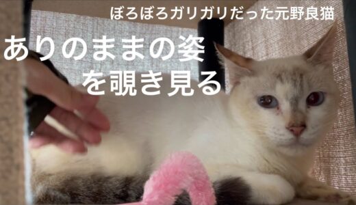 [沖縄保護猫]#22 ぼろぼろガリガリだった元野良猫ディノ、ありのままの姿を見守りカメラ映像で覗き見る。後半…他の猫たちも少し出演。