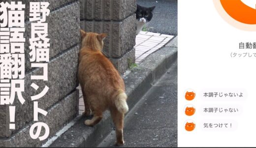 野良猫コントの迷場面のにゃんトーク猫語翻訳に挑んでみた The stray cats' skit and and ‎'MeowTalk Cat Translator'