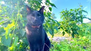 白菜畑の最終チェックに入る黒猫。