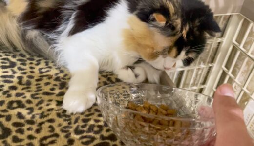 【保護猫】新しい環境に慣れない保護猫は自分でご飯を食べません。 A protected cat that is not accustomed to the new environment.