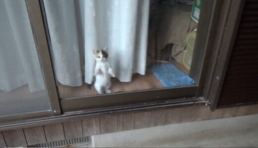 窓に向って物凄い外に出たいを訴える保護猫