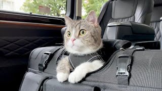 運転手つきの高級車で送迎されるVIPな猫がこちらです…笑