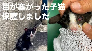 [沖縄保護猫]もう1匹の目が塞がった子猫を保護。病院へ。失明の危機。兄弟再会。