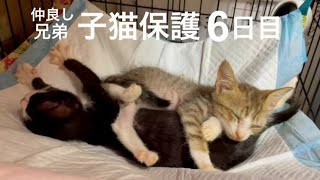 [沖縄保護猫]兄弟子猫保護6日目。