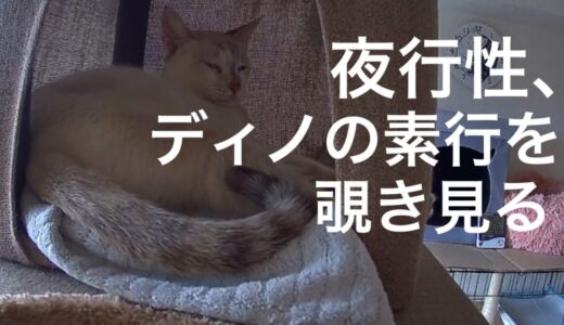 [沖縄保護猫]#23 ぼろぼろガリガリだった元野良猫、夜行性ディノの素行を見守りカメラで覗き見る。