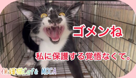 【保護猫、子猫】威嚇する子猫。梅次郎！保護するべきか？リリースするべきか？