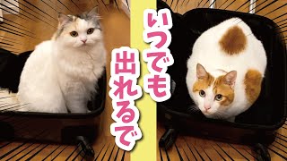 旅行について来たすぎてスーツケースでスタンバイする猫が可愛すぎた【おしゃべりする猫】