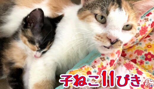 【保護猫　子猫　寿司ねこ】11匹の子猫ちゃん