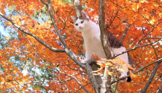 紅葉と木登りとねこ。-Miri climbs the autumn leaves tree.-