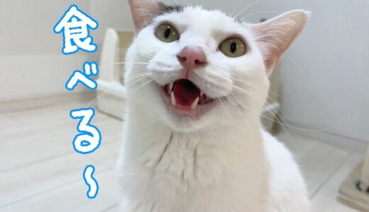 おやつが食べたくて日本語をたくさん喋る猫チロさん