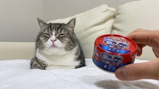 爆睡してる猫の前に猫缶をお供えしたらこうなりました笑