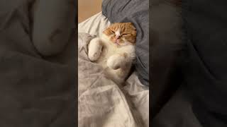 人間みたいに寝る猫、まるお。  #Shorts #猫 #ねこ