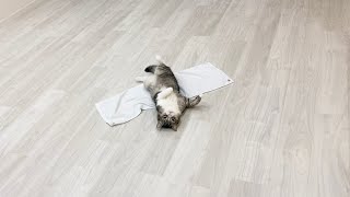 初めて床暖房を体験した猫が気持ち良すぎてこうなってました…笑