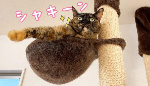 空飛ぶサビ猫モモっちが可愛すぎる…ｗ