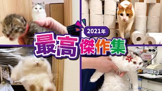 【神動画】今年最高に面白かった猫動画BEST10を大公開！【2021】【おしゃべりする猫】