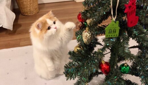 愛猫にクリスマスツリーをプレゼントしたら、まさかの結末になりましたw