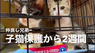 [沖縄里親募集中]兄弟子猫保護2週間。猫エイズウイルス陽性。でも元気いっぱい大暴れ。可愛い子猫の戯れ。