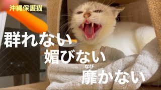 [沖縄保護猫]#25 ぼろぼろガリガリだった元野良猫、群れない媚びない靡かない孤高のディノ。ちゅーるにも屈しない根性。[里親募集中]15:42〜のり・グレ