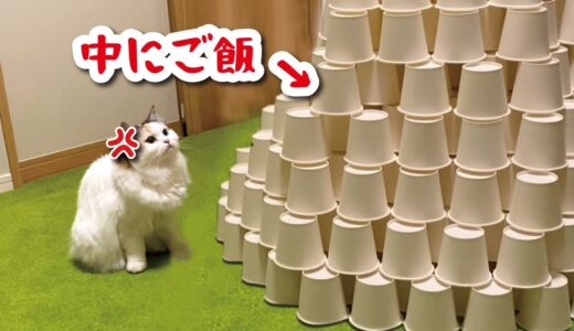 【ドッキリ】巨大紙コップタワーにご飯を隠したら猫は気付くのか検証してみた【おしゃべりする猫】