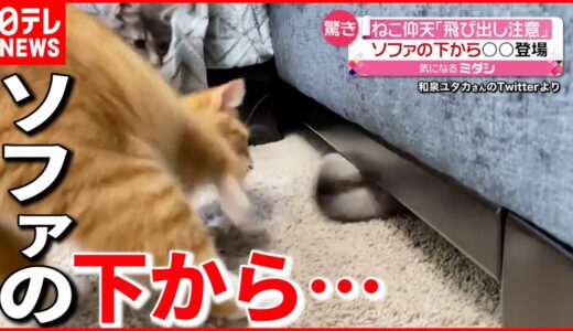 【猫びっくり】ソファーの下から〇〇飛び出し…