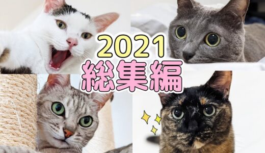 2021年！猫4匹の鳴き声総集編！