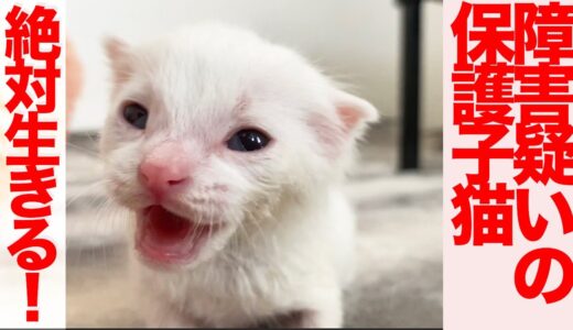 脳神経障害疑いの保護子猫、驚くべき成長を見せる The rescued white kitten milk training
