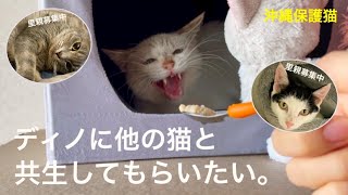 [沖縄保護猫]#26 ぼろぼろガリガリだった元野良猫、ディノのお部屋にのりを移動させる。[里親募集中]のり(検査問題なし)、グレ(猫エイズ陽性・猫カビ治療中)